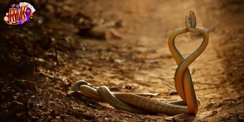 Mơ Thấy 2 Con Rắn Là Điềm Báo Gì? RIKVIP Giải Mã Số Mơ 2 Nằm mơ thấy 2 con rắn là giấc mộng có nhiều ý nghĩa.